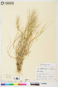 Hordeum jubatum subsp. jubatum image