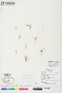 Arenaria longipedunculata image