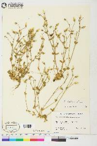 Cerastium beeringianum subsp. beeringianum image