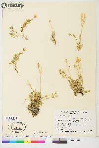 Cerastium alpinum image