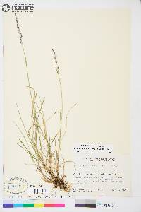 Poa pratensis subsp. alpigena image