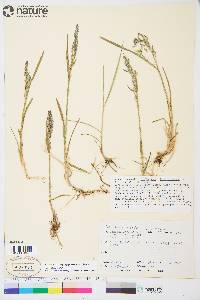 Poa pratensis subsp. alpigena image