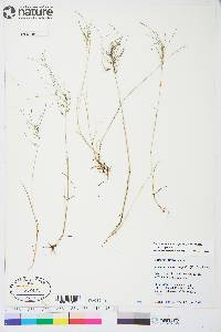 Poa pratensis subsp. colpodea image