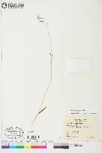 Poa paucispicula image