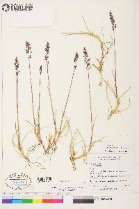 Poa pratensis subsp. alpigena image