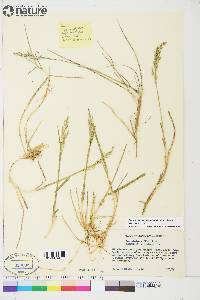 Poa pratensis subsp. alpigena image