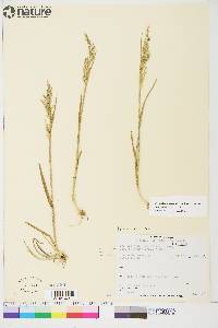 Poa pratensis subsp. alpigena image