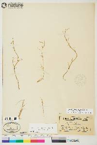 Puccinellia phryganodes image