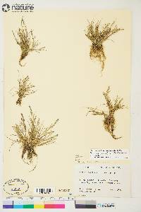 Puccinellia tenella subsp. langeana image
