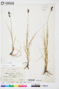 Carex adelostoma image