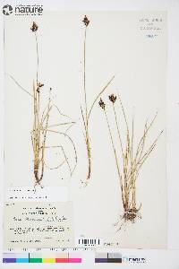 Carex adelostoma image