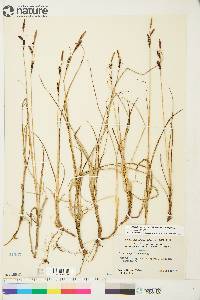 Carex bigelowii image