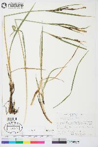 Carex aquatilis subsp. aquatilis image