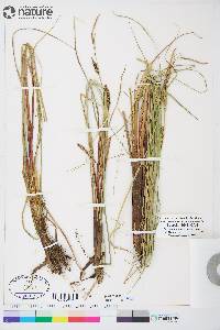 Carex aquatilis var. aquatilis image