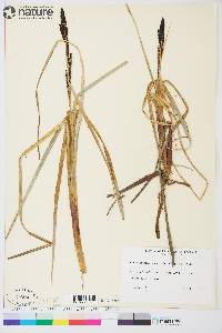 Carex aquatilis subsp. aquatilis image