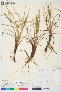 Carex aquatilis subsp. aquatilis image