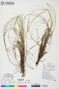 Carex aquatilis subsp. aquatilis image