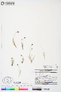 Carex bicolor image