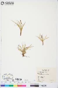 Carex bigelowii image