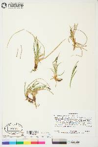 Carex bigelowii subsp. bigelowii image