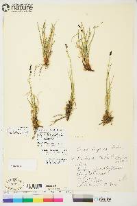 Carex bigelowii subsp. lugens image