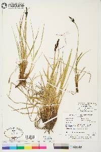 Carex bigelowii subsp. lugens image