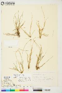 Carex lachenalii image