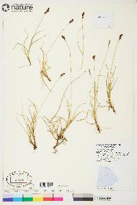 Carex lachenalii image