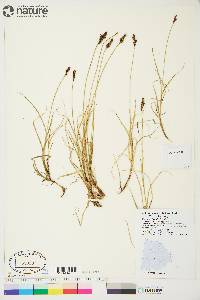 Carex lachenalii image