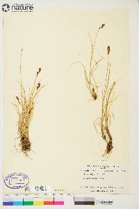 Carex lachenalii image