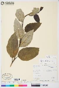 Populus balsamifera image