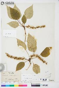 Populus balsamifera subsp. balsamifera image