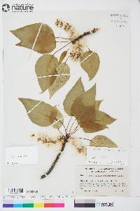 Populus balsamifera image