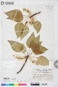 Populus balsamifera image