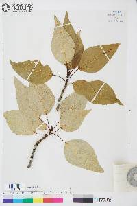 Populus balsamifera image