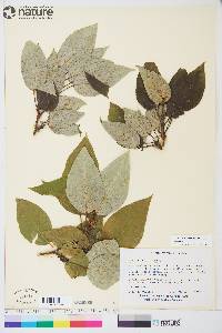 Populus balsamifera image