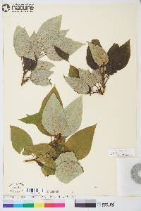 Populus balsamifera image