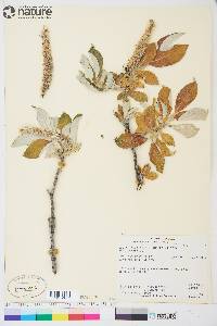 Salix alaxensis var. alaxensis image