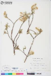 Salix alaxensis var. alaxensis image