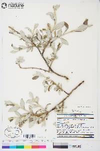 Salix alaxensis image