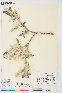 Salix alaxensis image