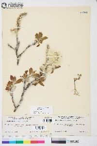 Salix alaxensis image