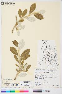 Salix alaxensis image