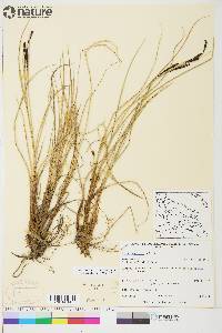 Carex aquatilis var. stans image