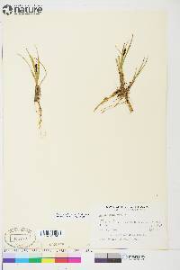 Carex aquatilis var. stans image