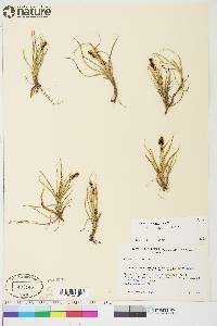 Carex aquatilis var. stans image