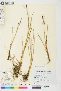 Carex aquatilis var. stans image