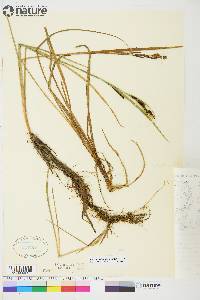 Carex aquatilis var. stans image