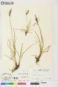 Carex aquatilis var. stans image