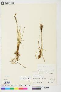 Carex aquatilis var. stans image